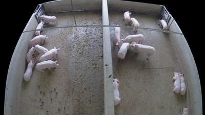 Thumbnail of annotated images